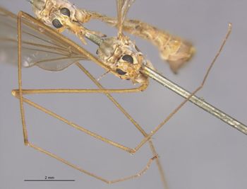 Media type: image;   Entomology 10364 Aspect: Leg